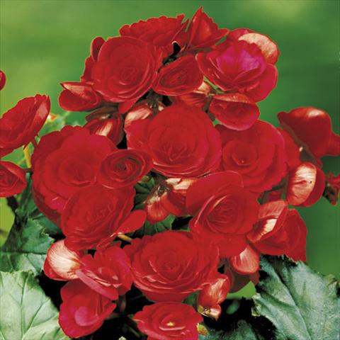 Photo de variété de fleurs à utiliser comme: Suspension / pot Begonia elatior Barkos Red