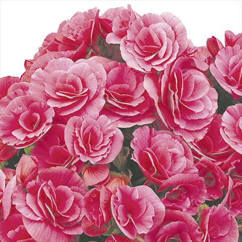 Photo de variété de fleurs à utiliser comme: Suspension / pot Begonia elatior Berseba Lilac Pink