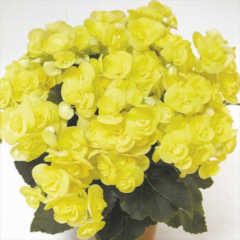 Photo de variété de fleurs à utiliser comme: Suspension / pot Begonia elatior Blitz Yellow