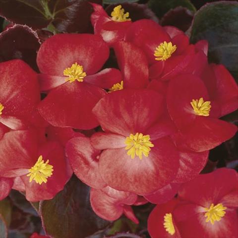Photo de variété de fleurs à utiliser comme: Pot et Plante à massif Begonia semperflorens Hy F1 Scarlet Bronzed Leaf