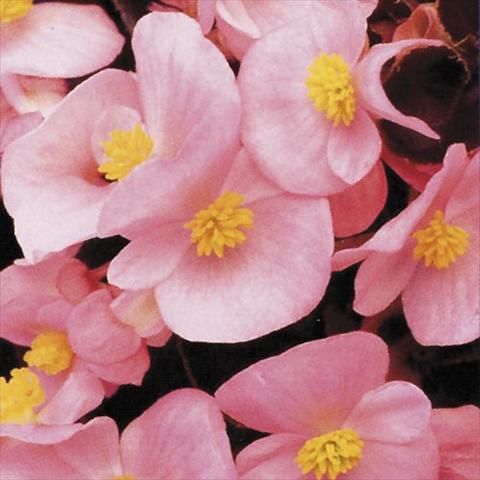 Photo de variété de fleurs à utiliser comme: Pot et Plante à massif Begonia semperflorens Hy F1 Rose Bronzed leaf
