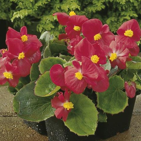 Photo de variété de fleurs à utiliser comme: Pot et Plante à massif Begonia semperflorens Hy F1 Scarlet Green Leaf