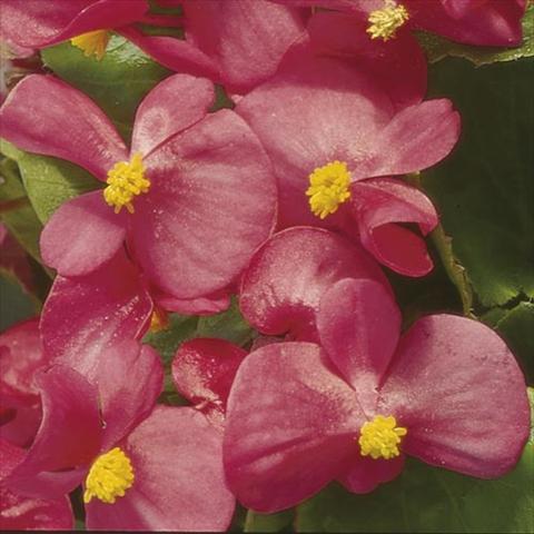 Photo de variété de fleurs à utiliser comme: Pot et Plante à massif Begonia semperflorens Hy F1 Rose Green leaf