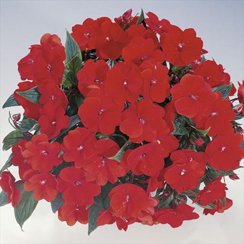 Photo de variété de fleurs à utiliser comme: Suspension / pot Impatiens N. Guinea Harmony Boogie Orange
