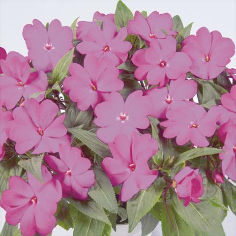 Photo de variété de fleurs à utiliser comme: Suspension / pot Impatiens N. Guinea Harmony Dark Purple