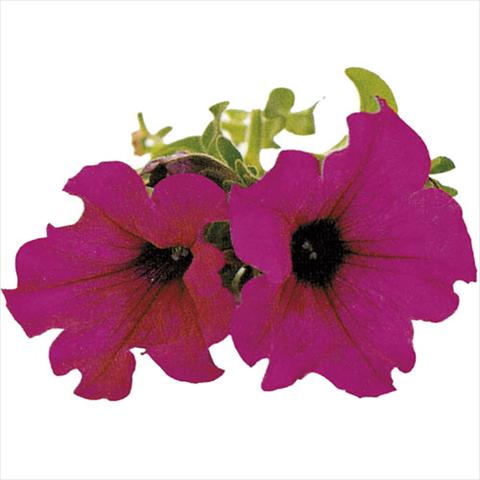 Photo de variété de fleurs à utiliser comme: Suspension / pot Petunia pendula Surfinia® Purple