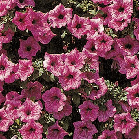 Photo de variété de fleurs à utiliser comme: Suspension / pot Petunia pendula Surfinia® Hot Pink 05