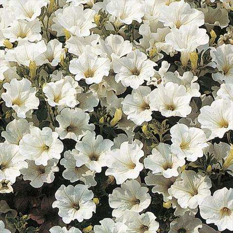 Photo de variété de fleurs à utiliser comme: Suspension / pot Petunia pendula Surfinia® White