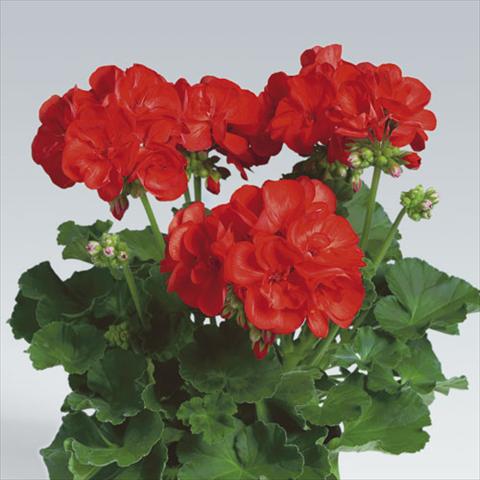 Photo de variété de fleurs à utiliser comme: Pot, Plante à massif, patio Pelargonium zonale pac® Anthony