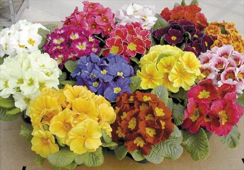 Photo de variété de fleurs à utiliser comme: Pot Primula acaulis, veris, vulgaris Bigal F1 Mix