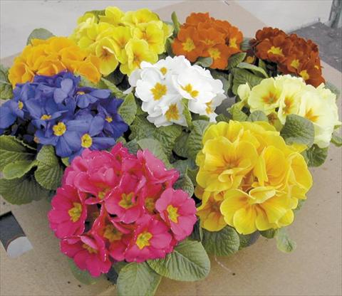 Photo de variété de fleurs à utiliser comme: Pot Primula acaulis, veris, vulgaris Daytona F1 Mix