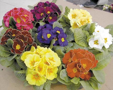 Photo de variété de fleurs à utiliser comme: Pot Primula acaulis, veris, vulgaris Silver Mix