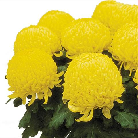 Photo de variété de fleurs à utiliser comme: Pot Chrysanthemum Passion Jaune