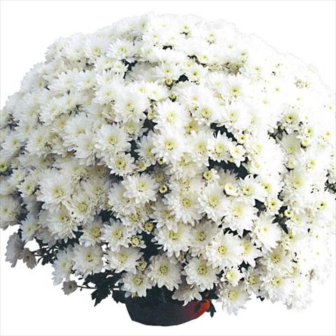 Photo de variété de fleurs à utiliser comme: Pot Chrysanthemum Cottonday