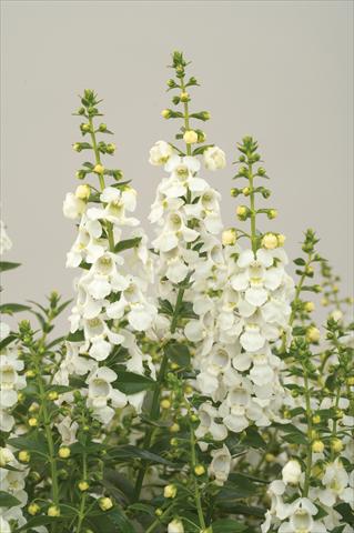 Photo de variété de fleurs à utiliser comme: Patio, pot Angelonia angustifolia Alonia White
