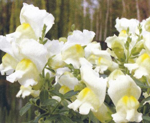Photo de variété de fleurs à utiliser comme: Pot et Plante à massif Antirrhinum majus Dazzlig Lips Angel Spice