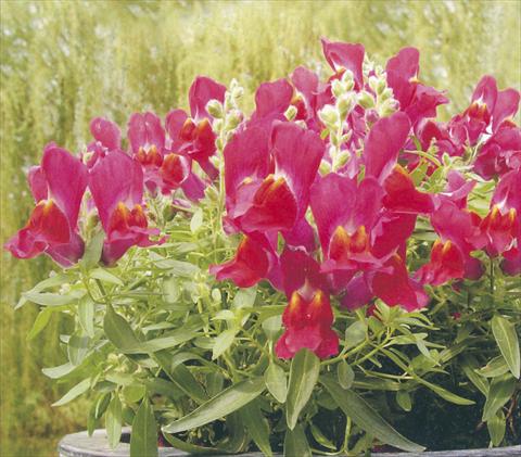 Photo de variété de fleurs à utiliser comme: Pot et Plante à massif Antirrhinum majus Dazzlig Lips Berry Nugget