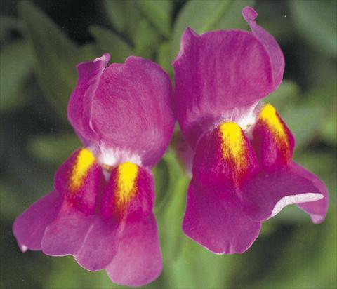 Photo de variété de fleurs à utiliser comme: Pot et Plante à massif Antirrhinum majus Dazzlig Lips Purple pearl