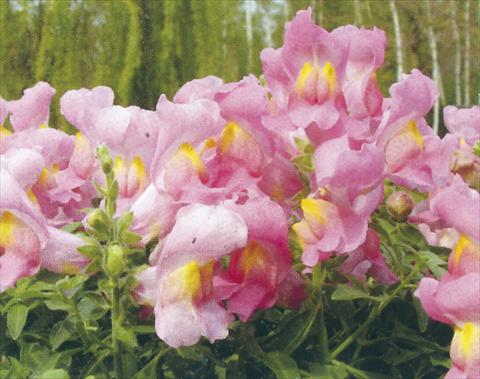 Photo de variété de fleurs à utiliser comme: Pot et Plante à massif Antirrhinum majus Dazzlig Lips Rose Petal