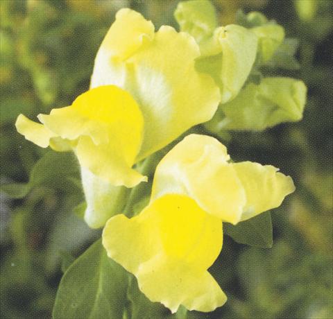 Photo de variété de fleurs à utiliser comme: Pot et Plante à massif Antirrhinum majus Dazzlig Lips Yellow Shine