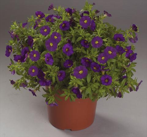 Photo de variété de fleurs à utiliser comme: Suspension / pot Calibrachoa Calipetite Blue