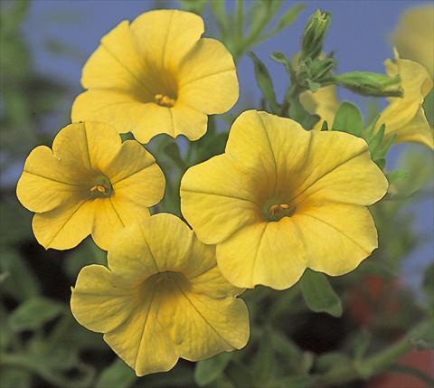Photo de variété de fleurs à utiliser comme: Plante à massif, pot ou Suspension Calibrachoa Calipetite Yellow