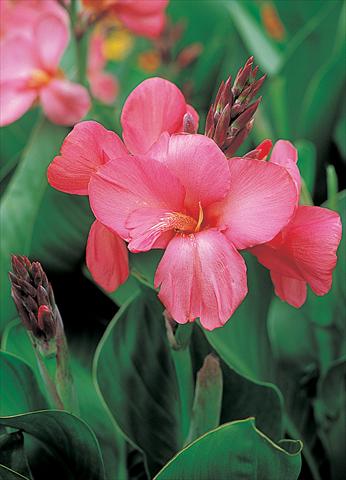 Photo de variété de fleurs à utiliser comme: Pot et Plante à massif Canna hybrida Tropical Rose