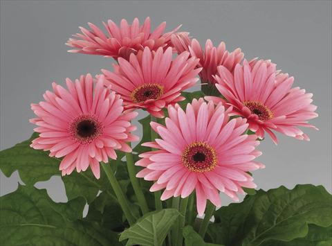 Photo de variété de fleurs à utiliser comme: Pot Gerbera jamesonii Royal Deep Pink dark Eye