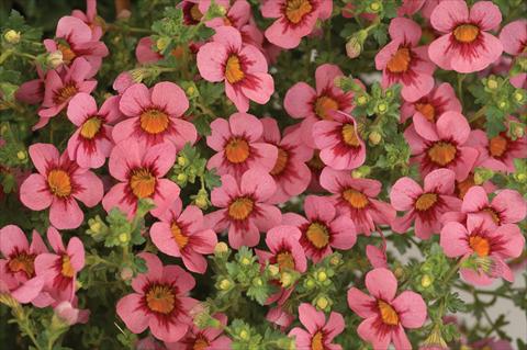 Photo de variété de fleurs à utiliser comme: Pot Jamesbrittenia Britney Grand Pink