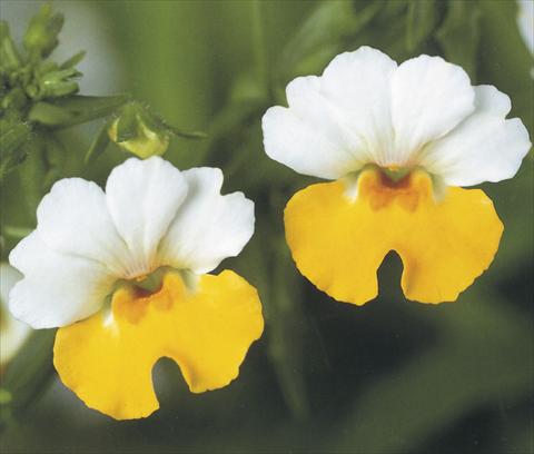 Photo de variété de fleurs à utiliser comme: Suspension / pot Nemesia Giggles Attraction
