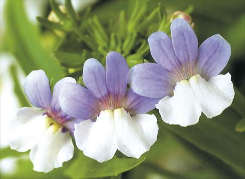Photo de variété de fleurs à utiliser comme: Suspension / pot Nemesia Giggles Caresse