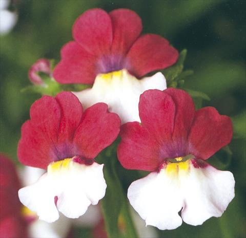 Photo de variété de fleurs à utiliser comme: Suspension / pot Nemesia Giggles Charm