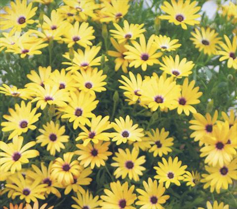 Photo de variété de fleurs à utiliser comme: Pot et Plante à massif Osteospermum Summerdaisies Alexander