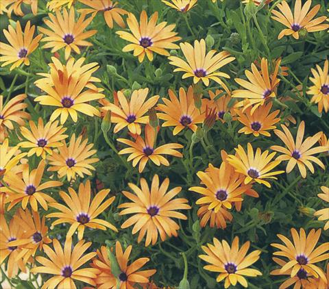 Photo de variété de fleurs à utiliser comme: Pot et Plante à massif Osteospermum Summerdaisies Maxima