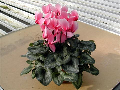Photo de variété de fleurs à utiliser comme: Pot et Plante à massif Cyclamen persicum Rainier Light Pink With Eye
