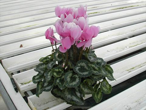 Photo de variété de fleurs à utiliser comme: Pot et Plante à massif Cyclamen persicum Rainier Lilac