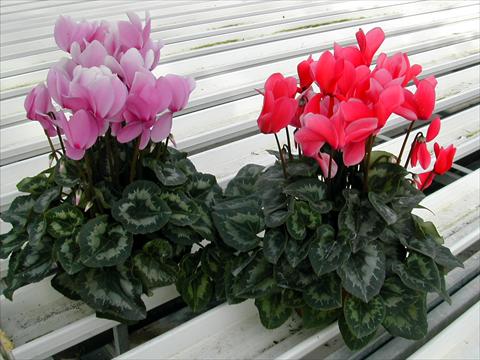 Photo de variété de fleurs à utiliser comme: Pot et Plante à massif Cyclamen persicum Rainier Lilac & Salmon