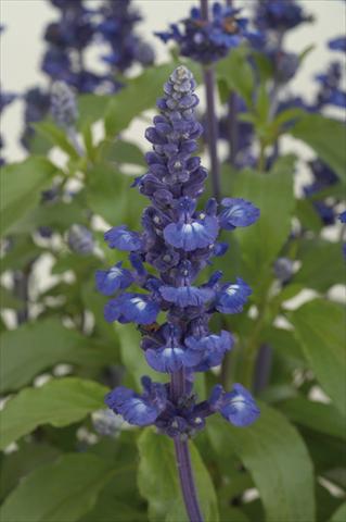Photo de variété de fleurs à utiliser comme: Pot, Plante à massif, patio Salvia farinacea Sallyfun Blue