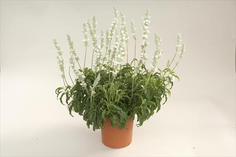 Photo de variété de fleurs à utiliser comme: Pot, Plante à massif, patio Salvia farinacea Sallyfun White