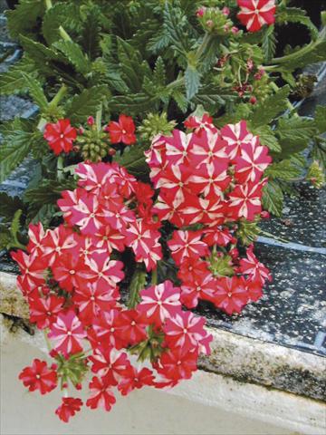 Photo de variété de fleurs à utiliser comme: Suspension / pot Verbena tenera Liga® Atletico