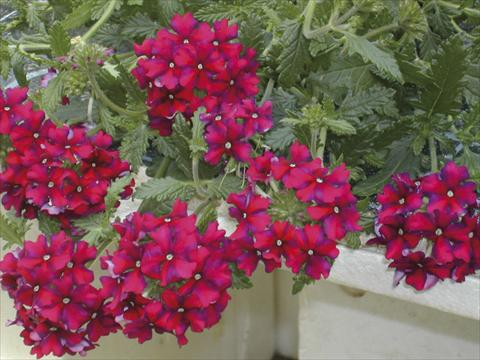 Photo de variété de fleurs à utiliser comme: Plante à massif, pot ou Suspension Verbena Liga® Barça
