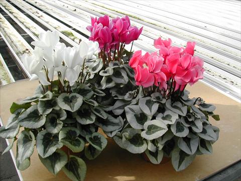 Photo de variété de fleurs à utiliser comme: Pot et Plante à massif Cyclamen persicum mini Winter Ice White