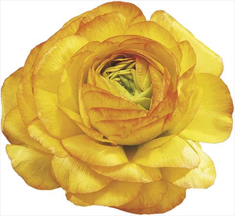 Photo de variété de fleurs à utiliser comme: Fleur coupée Ranunculus asiaticus Success® Auriga