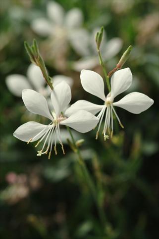 Photo de variété de fleurs à utiliser comme: Plante à massif/ plante de bordure Gaura lindheimeri Ballerina Compact White