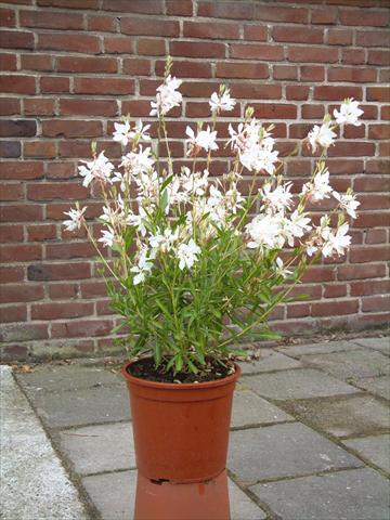 Photo de variété de fleurs à utiliser comme: Plante à massif/ plante de bordure Gaura lindheimeri Ballerina White Dove