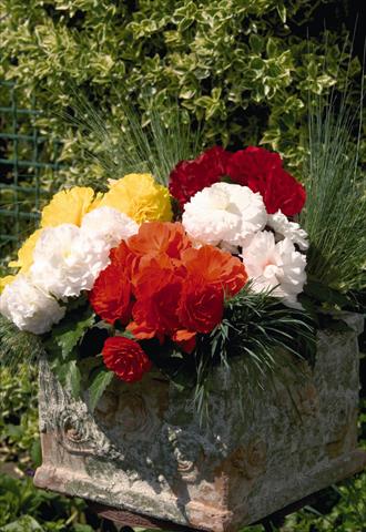 Photo de variété de fleurs à utiliser comme: Pot et Plante à massif Begonia tuberhybrida Primary® Mix