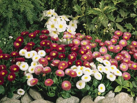 Photo de variété de fleurs à utiliser comme: Plante à massif, pot ou Suspension Bellis perennis Speedstar Mix