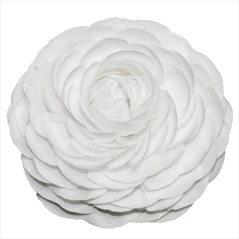 Photo de variété de fleurs à utiliser comme: Fleur coupée Ranunculus asiaticus Elegance® Bianco 01-04