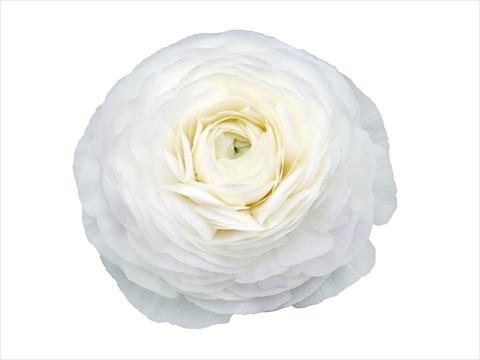 Photo de variété de fleurs à utiliser comme: Fleur coupée Ranunculus asiaticus Elegance® Bianco 28-99