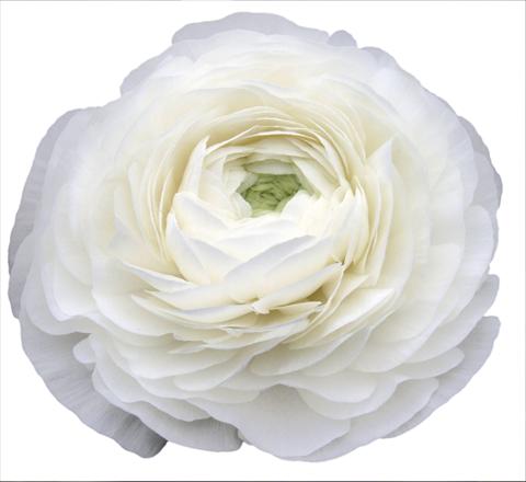 Photo de variété de fleurs à utiliser comme: Fleur coupée Ranunculus asiaticus Elegance® Bianco 59-99